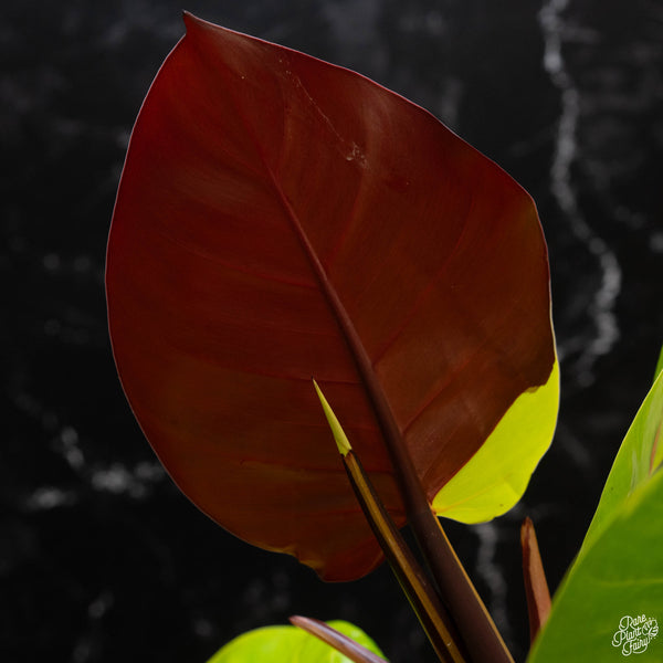 Philodendron 'Red Moon' / 'Yellow Flame' (1B)