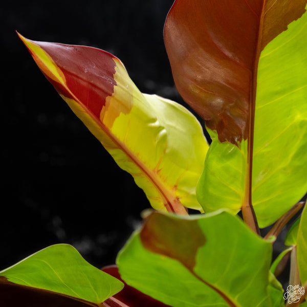 Philodendron 'Red Moon' / 'Yellow Flame' (wk2-A)