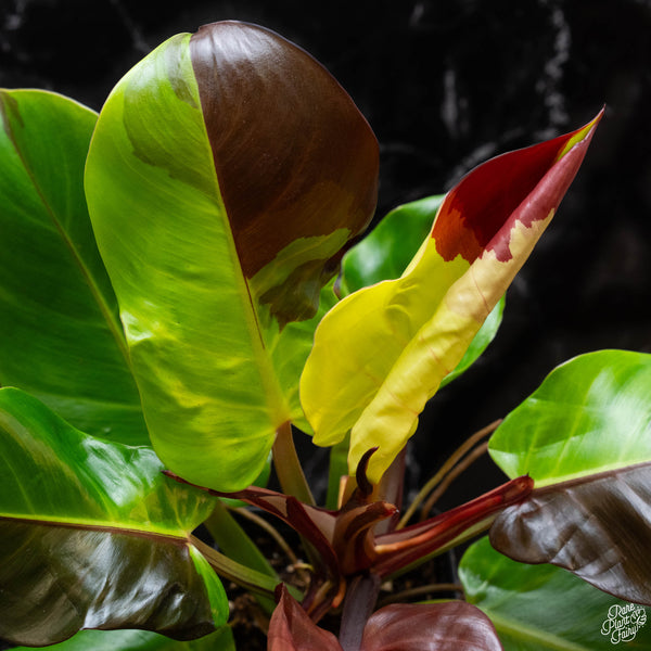 Philodendron 'Red Moon' / 'Yellow Flame' (wk2-A)