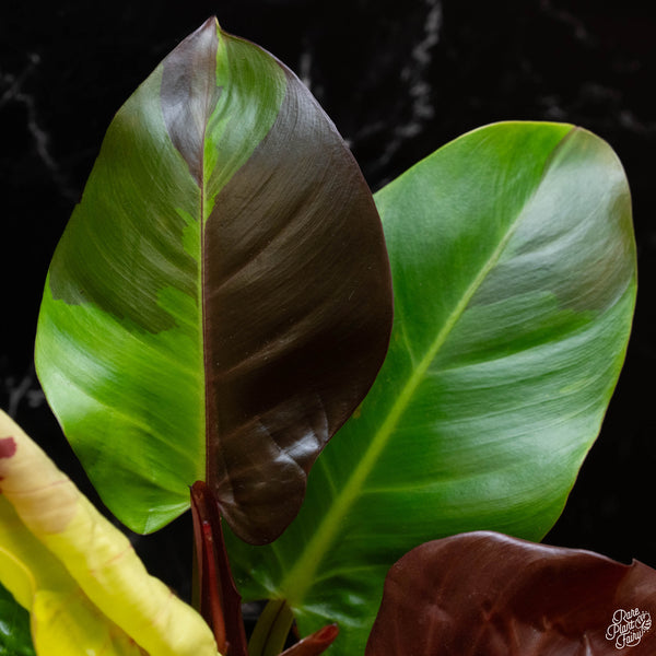 Philodendron 'Red Moon' / 'Yellow Flame' (wk2-A)