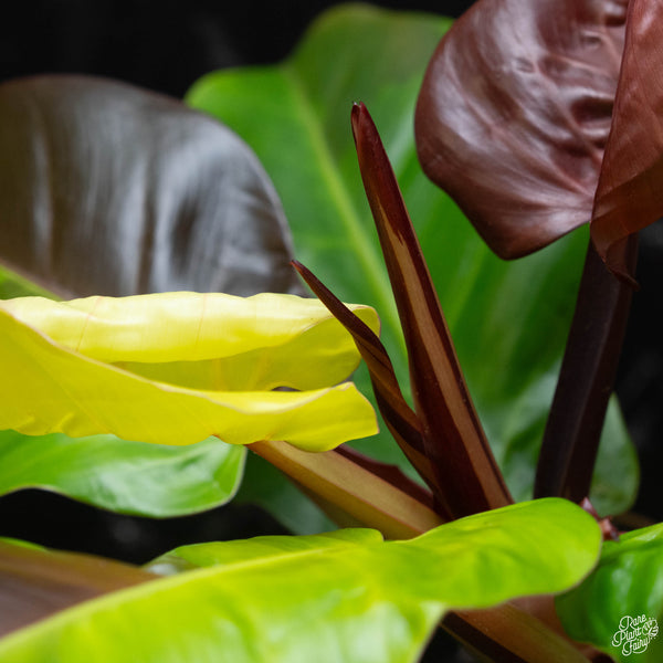 Philodendron 'Red Moon' / 'Yellow Flame' (wk2-A)