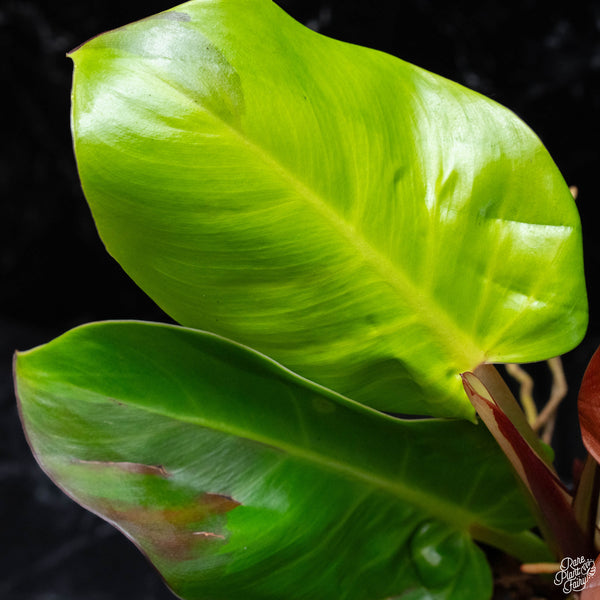 Philodendron 'Red Moon' / 'Yellow Flame' (wk3-A)