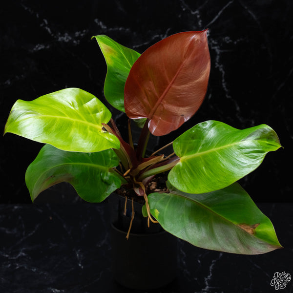 Philodendron 'Red Moon' / 'Yellow Flame' (wk3-A)