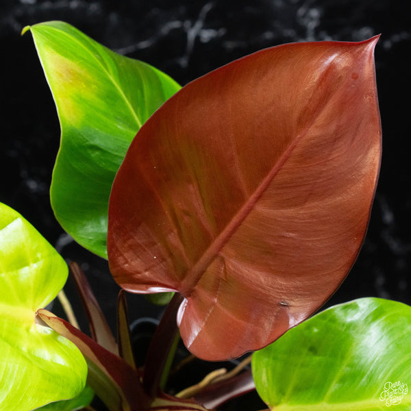 Philodendron 'Red Moon' / 'Yellow Flame' (wk3-A)