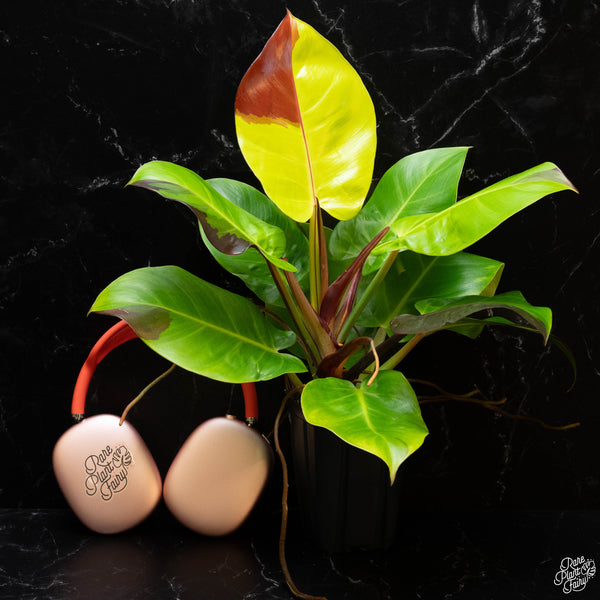 Philodendron 'Red Moon' / 'Yellow Flame' (wk4-A)