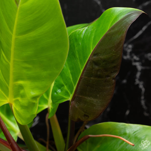 Philodendron 'Red Moon' / 'Yellow Flame' (wk4-A)