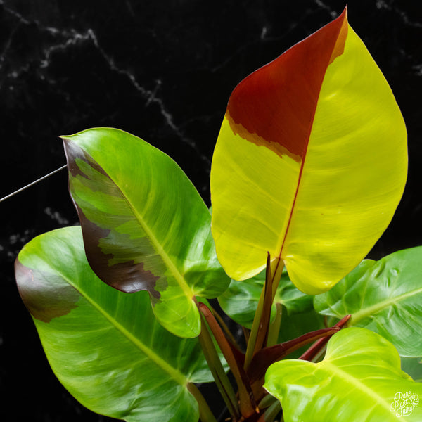 Philodendron 'Red Moon' / 'Yellow Flame' (wk4-A)