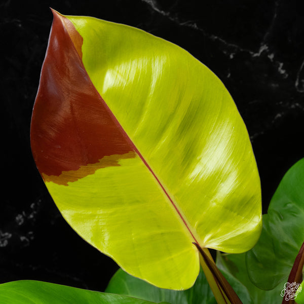 Philodendron 'Red Moon' / 'Yellow Flame' (wk4-A)