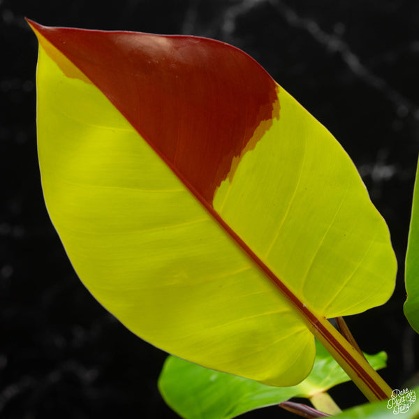 Philodendron 'Red Moon' / 'Yellow Flame' (wk4-A)