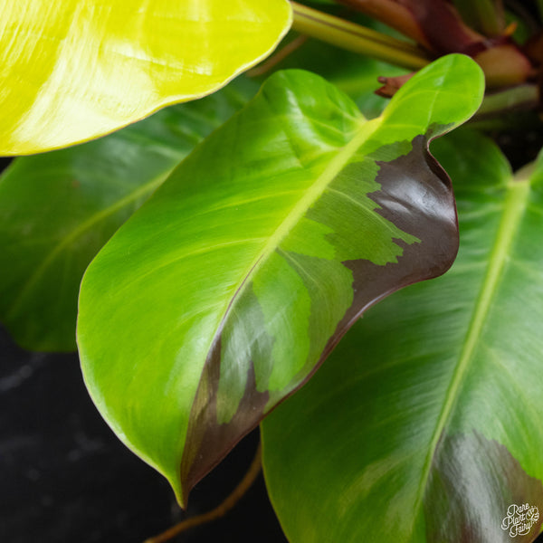 Philodendron 'Red Moon' / 'Yellow Flame' (wk4-A)