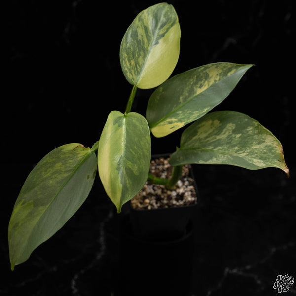 Philodendron 'Silver Sword' variegated  *Grower's Choice*