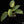 Load image into Gallery viewer, Philodendron &#39;Silver Sword&#39; variegated  *Grower&#39;s Choice*
