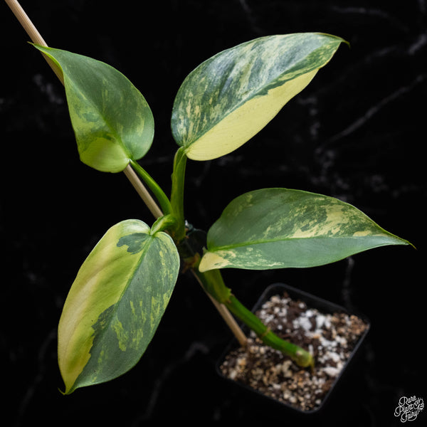 Philodendron 'Silver Sword' variegated (A52)