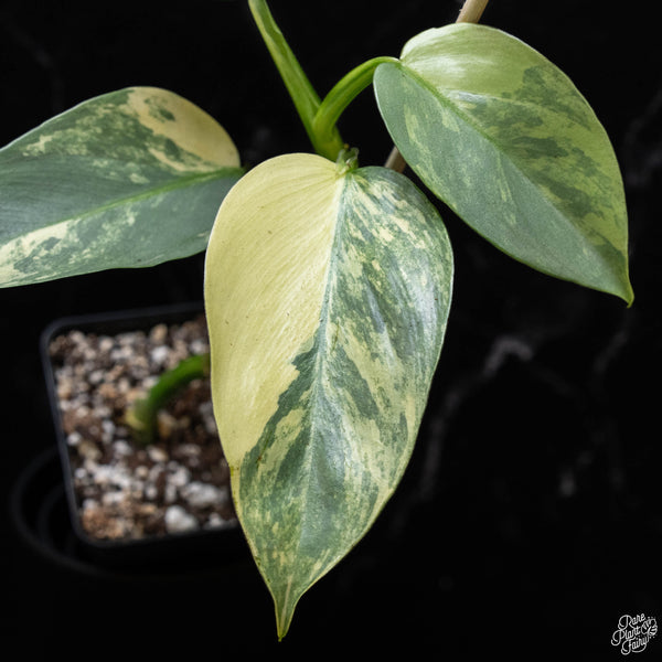 Philodendron 'Silver Sword' variegated (A52)