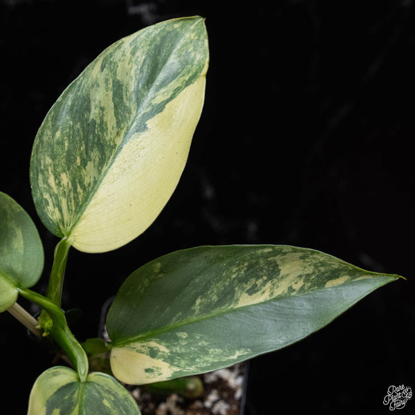 Philodendron 'Silver Sword' variegated (A52)