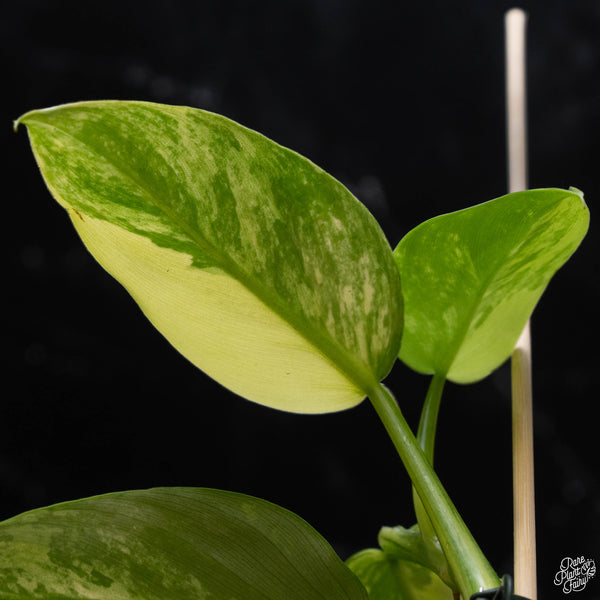 Philodendron 'Silver Sword' variegated (A52)