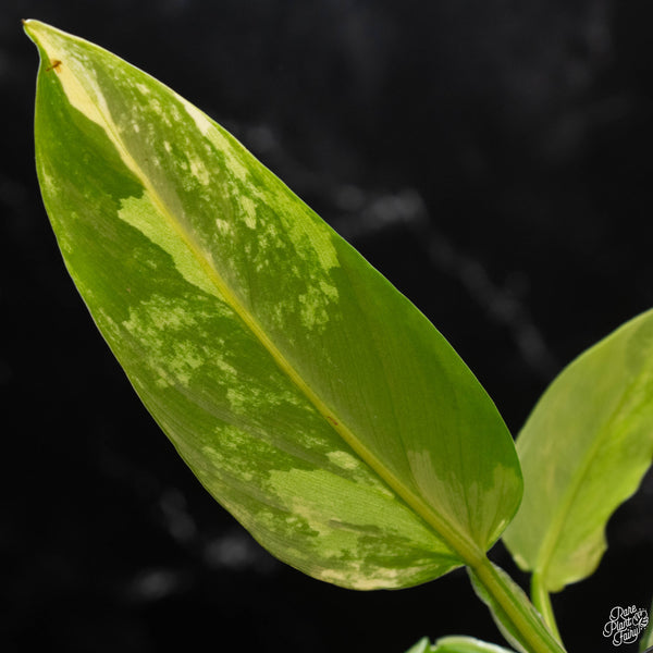 Philodendron 'Silver Sword' variegated (wk4-A)