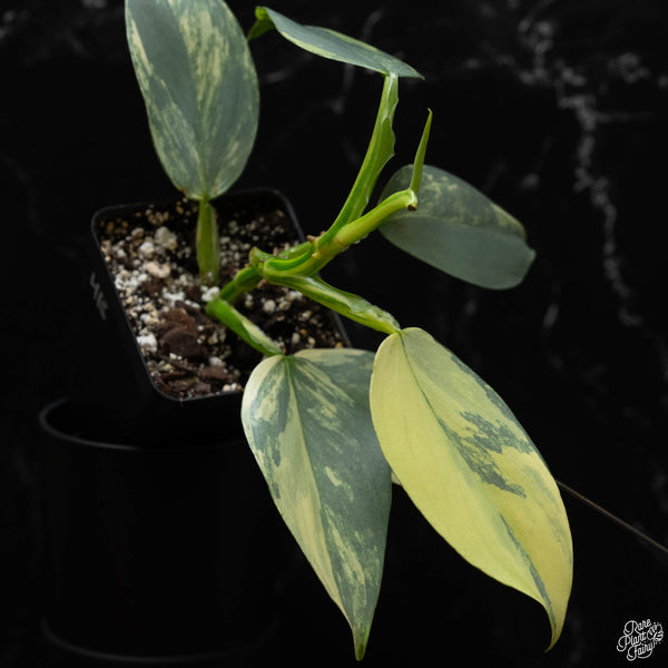 Philodendron 'Silver Sword' variegated (wk4-B)