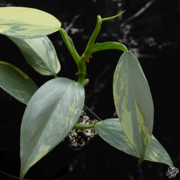 Philodendron 'Silver Sword' variegated (wk4-B)