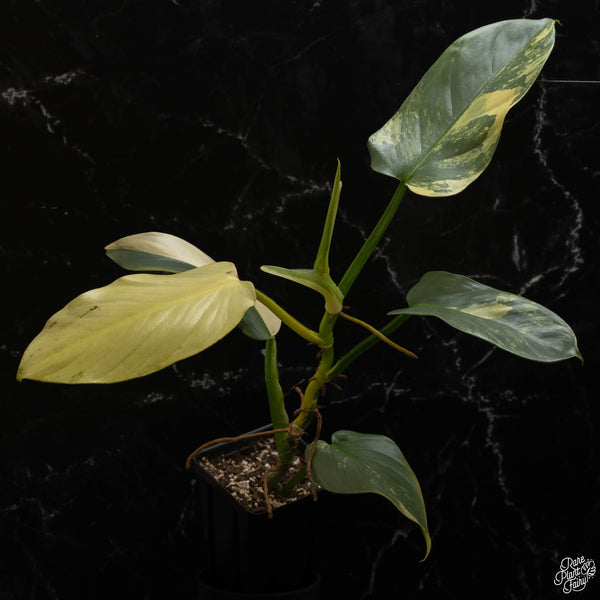 Philodendron 'Silver Sword' variegated (A48)