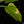 Load image into Gallery viewer, Philodendron &#39;Silver Sword&#39; variegated (A48)
