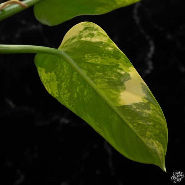 Philodendron 'Silver Sword' variegated (A48)