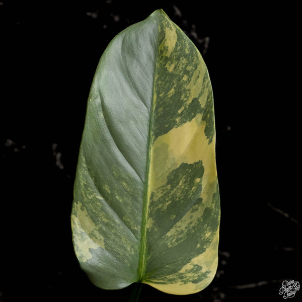 Philodendron 'Silver Sword' variegated (A48)