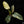 Load image into Gallery viewer, Philodendron &#39;Silver Sword&#39; variegated (A48)
