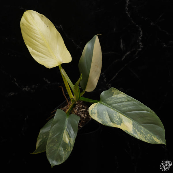 Philodendron 'Silver Sword' variegated (A48)