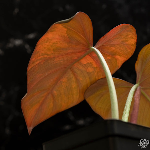 Variegated Philodendron 'Summer Glory' (A48)