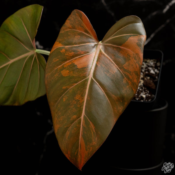 Variegated Philodendron 'Summer Glory' (A48)