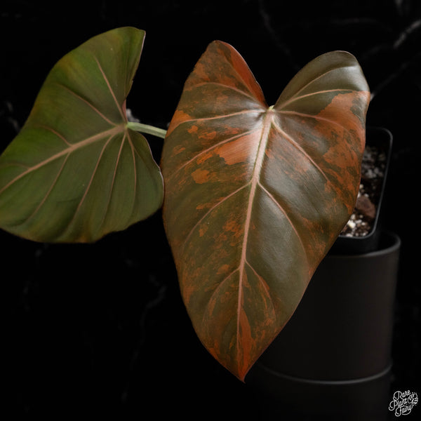 Variegated Philodendron 'Summer Glory' (A48)