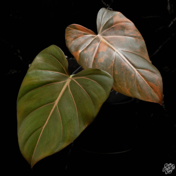 Variegated Philodendron 'Summer Glory' (A48)