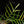 Load image into Gallery viewer, Philodendron &#39;Tortum&#39; variegated (A48)
