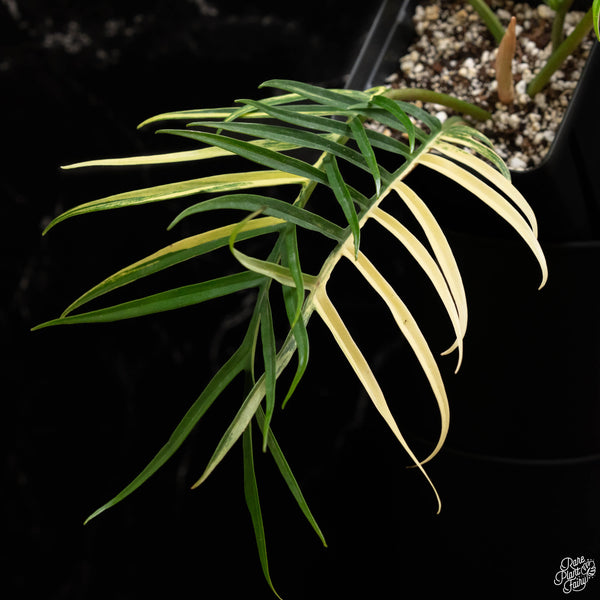 Philodendron 'Tortum' variegated (A48)