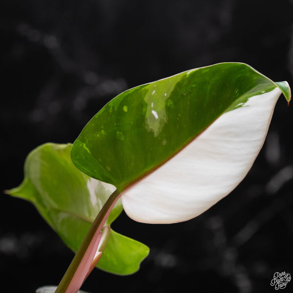 Philodendron 'White Princess' *Grower's choice*