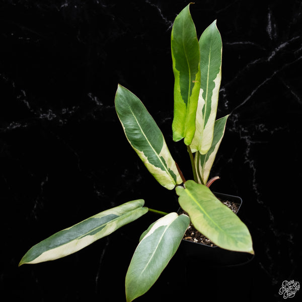 Philodendron atabapoense variegated (A51)