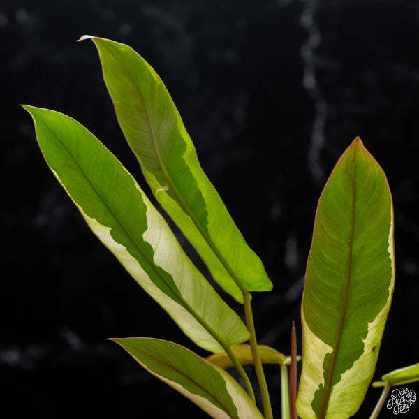 Philodendron atabapoense variegated (A51)