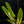 Load image into Gallery viewer, Philodendron atabapoense variegated (A51)
