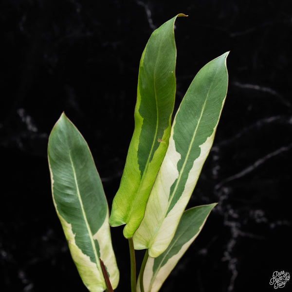 Philodendron atabapoense variegated (A51)