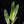 Load image into Gallery viewer, Philodendron atabapoense variegated (A51)
