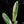 Load image into Gallery viewer, Philodendron atabapoense variegated (A51)
