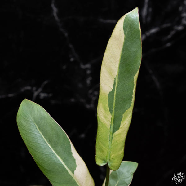 Philodendron atabapoense variegated (A51)