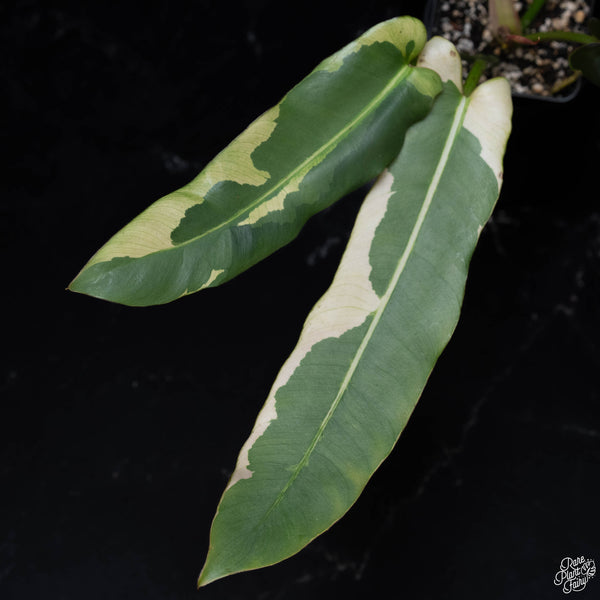 Philodendron atabapoense variegated (B51)