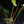 Load image into Gallery viewer, Philodendron atabapoense variegated (B51)
