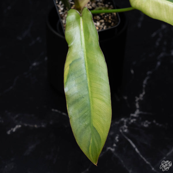 Philodendron atabapoense variegated (B51)