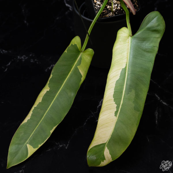 Philodendron atabapoense variegated (B51)