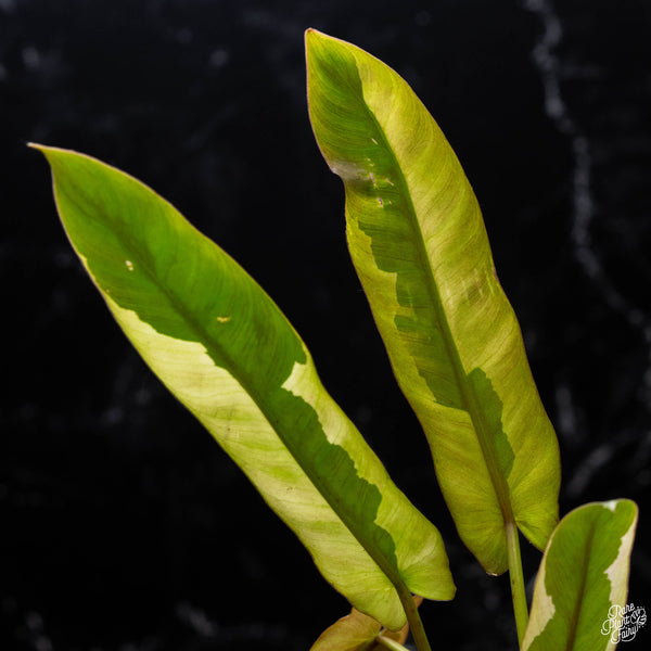 Philodendron atabapoense variegated (A52)