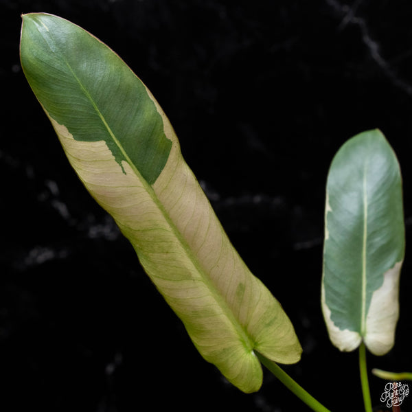 Philodendron atabapoense variegated (A52)