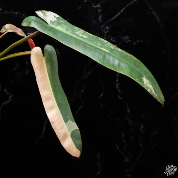 Philodendron atabapoense pink variegated (1A)